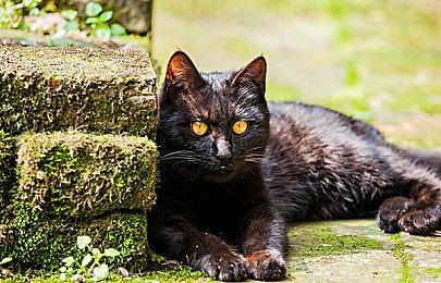 《合金装备3：重制版》新情报： 画面操作全升级